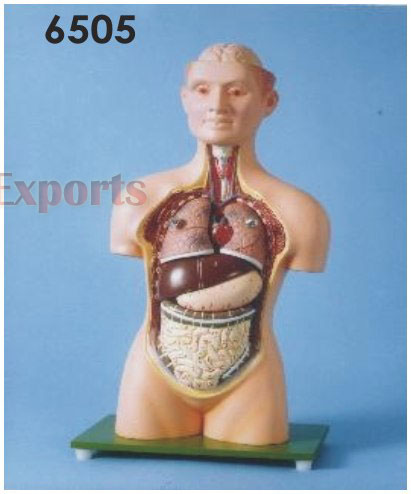 HUMAN TRUNK WITH HEAD